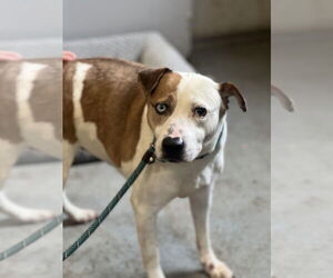 American Staffordshire Terrier-Unknown Mix Dogs for adoption in Dana Point, CA, USA