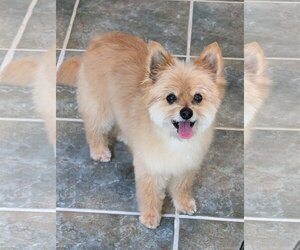 Pomeranian-Unknown Mix Dogs for adoption in Greensboro, NC, USA