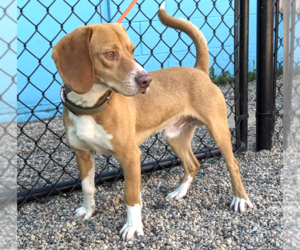 Small Beagle-Retriever  Mix