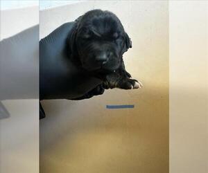 Labrottie Dogs for adoption in San Bernardino, CA, USA