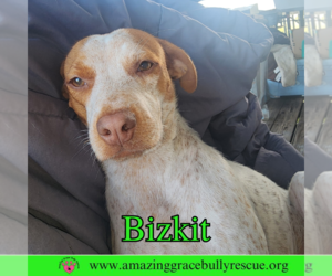 Mutt Dogs for adoption in Pensacola, FL, USA