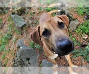 Black Mouth Cur-Unknown Mix Dogs for adoption in Seahurst, WA, USA
