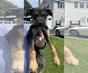 Mutt Dogs for adoption in Sterling, MA, USA
