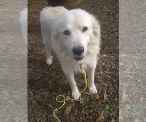Great Pyrenees Dogs for adoption in Royal Palm Beach, FL, USA
