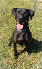 Lab-Pointer Dogs for adoption in Chico, CA, USA