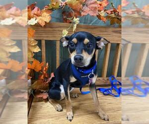 Chipin Dogs for adoption in Mundelein, IL, USA