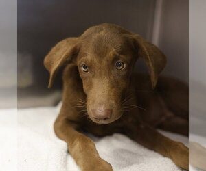 Labrador Retriever-Unknown Mix Dogs for adoption in San Antonio, TX, USA