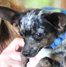 Chiweenie Dogs for adoption in Vernonia, OR, USA