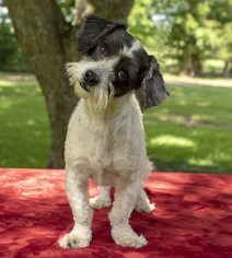 Medium Photo #1 Mal-Shi Puppy For Sale in Santa Fe, TX, USA