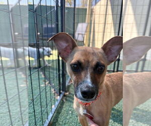 Chihuahua Dogs for adoption in Phoenix, AZ, USA