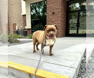 American Staffordshire Terrier-Bulldog Mix Dogs for adoption in San Juan Capistrano, CA, USA