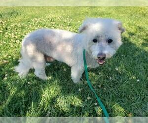 Bichon Frise Dogs for adoption in vacaville, CA, USA