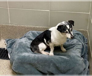 Chihuahua-Unknown Mix Dogs for adoption in Virginia Beach, VA, USA