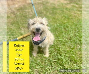 Border Terrier-Unknown Mix Dogs for adoption in New Orleans, LA, USA