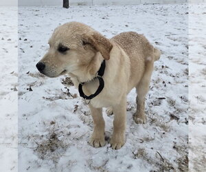 Golden Pyrenees Dogs for adoption in Brooklyn Center, MN, USA