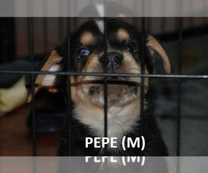 Australian Shepherd-German Shepherd Dog Mix Dogs for adoption in Aurora, IN, USA