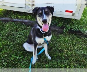 German Shepherd Dog-Unknown Mix Dogs for adoption in Bethesda, MD, USA