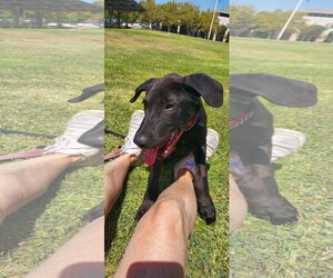 Labrador Retriever-Unknown Mix Dogs for adoption in San Diego, CA, USA