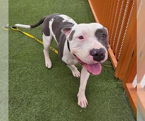 American Pit Bull Terrier-Unknown Mix Dogs for adoption in Las Vegas, NV, USA