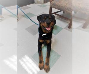 Rottweiler Dogs for adoption in Newcastle, OK, USA