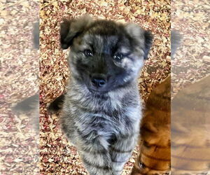 Mutt Dogs for adoption in Minneapolis, MN, USA