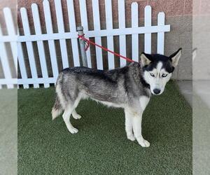 Siberian Husky Dogs for adoption in Modesto, CA, USA