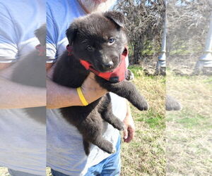 German Shepherd Dog Dogs for adoption in Bandera, TX, USA