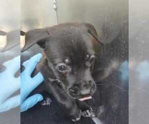 Mutt Dogs for adoption in San Antonio, TX, USA