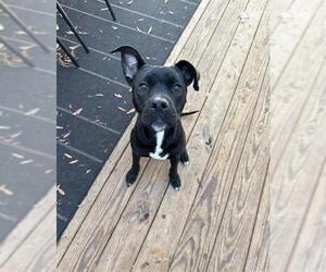 Labrador Retriever-Unknown Mix Dogs for adoption in Charlotte, NC, USA