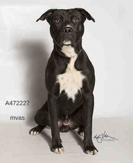 American Pit Bull Terrier-Labrador Retriever Mix Dogs for adoption in Seattle, WA, USA