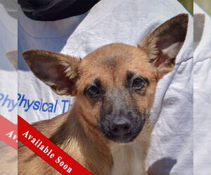 Pembroke Welsh Corgi-Red Heeler Mix Dogs for adoption in Huntley, IL, USA