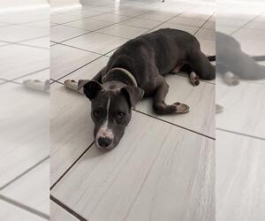 Medium Photo #1 American Staffordshire Terrier-Unknown Mix Puppy For Sale in San Antonio, TX, USA