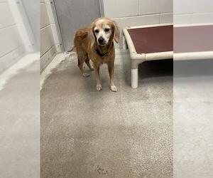 Cocker Spaniel-Unknown Mix Dogs for adoption in Rosenberg, TX, USA