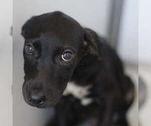 Labrador Retriever-Unknown Mix Dogs for adoption in San Antonio, TX, USA
