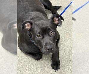 Labrador Retriever-Unknown Mix Dogs for adoption in Las Vegas, NV, USA