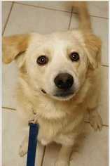 Golden Retriever Dogs for adoption in Foristell, MO, USA