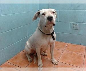 American Pit Bull Terrier Dogs for adoption in Downey, CA, USA