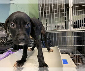 American Staffordshire Terrier-Unknown Mix Dogs for adoption in Grand Prairie, TX, USA