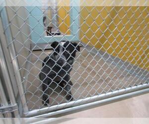 Mutt Dogs for adoption in Temple, TX, USA
