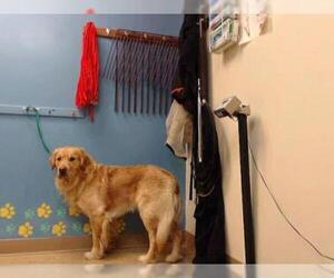 Golden Retriever Dogs for adoption in Palmer, AK, USA