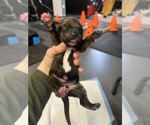 Mutt Dogs for adoption in Imlay City, MI, USA