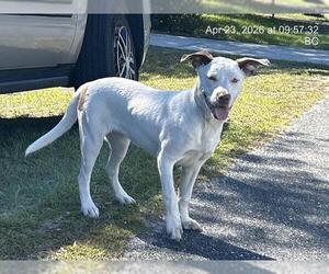 Pointer-Unknown Mix Dogs for adoption in Ocala, FL, USA