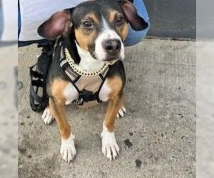 American Pit Bull Terrier-Beagle Mix Dogs for adoption in Astoria, NY, USA