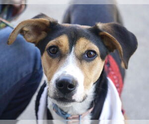 Mutt Dogs for adoption in Greenbelt, MD, USA