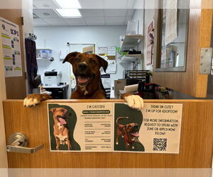 Australian Shepherd-Unknown Mix Dogs for adoption in Valrico, FL, USA