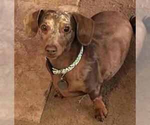 Dachshund Dogs for adoption in Boonton, NJ, USA