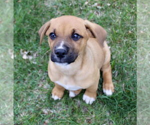 Mutt Dogs for adoption in Brooklyn Center, MN, USA