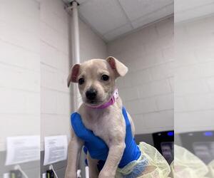 Chihuahua-Unknown Mix Dogs for adoption in Las Vegas, NV, USA