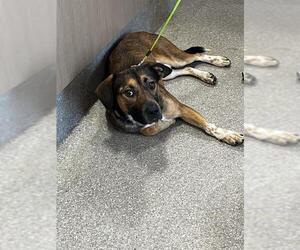 English Coonhound-Unknown Mix Dogs for adoption in Louisville, KY, USA