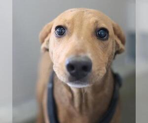 Labrador Retriever-Unknown Mix Dogs for adoption in San Antonio, TX, USA